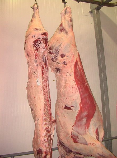 Beef from 폴란드 supplied by Zakłady Mięsne- Mokobody Sp. z o.o. - Cuts 신선 미절단 소고기