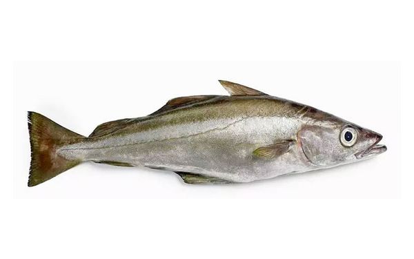 Fresh Whole Gutted Pollock from United Kingdom supplied by L Williamson Fish Sales Ltd - Gutted (=Drawn) Coalfish