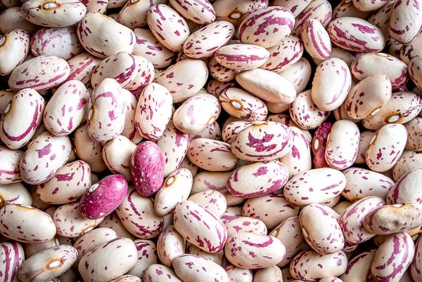 Cranberry Beans from 미국 supplied by Aileen Quirk & Sons, Inc - Fresh (=Chilled) 크랜베리빈
