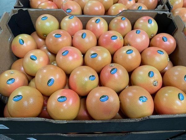 Grapefruit from 남아프리카공화국 supplied by Baobab Value Adding (Pty) Ltd - Whole 신선 자몽