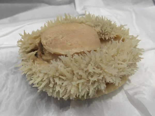 Abalone from 말레이시아 supplied by Codiva Cannery sdn. bhd. - Preserved (=Canned) 전복 가공품