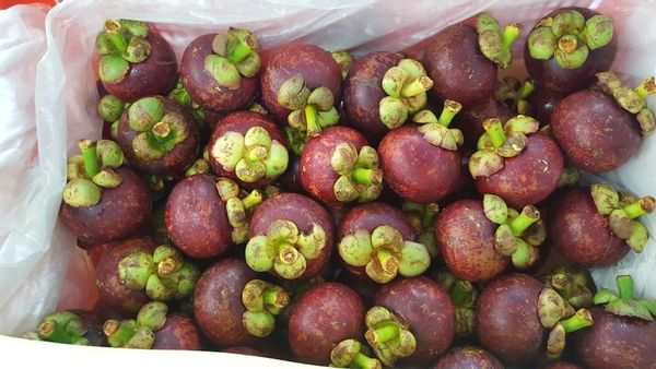 Mangosteen from 인도네시아 supplied by Nusantara Agro Indonesia - Super 1 신선 망고스틴