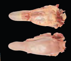 Tongue - Short Cut from 호주 supplied by Ralphs Meat Company - Short cut 기타 냉동 소고기 부위