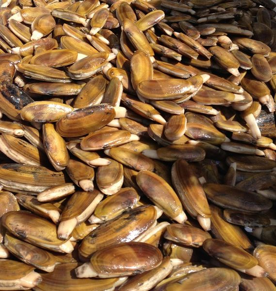 Pacific Razor Clam from 미국 supplied by Pacific Harvest Seafood Inc. - Whole (=In Shell=Unshucked) 냉동 조개