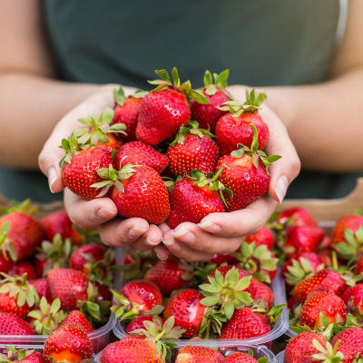 Strawberries from Chile supplied by Exportadora Best Berry Chile SA - Plastic Punnets (=Clamshells) Fresh Strawberry