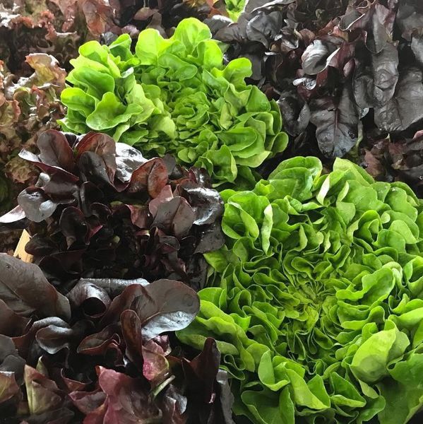 Lettuce from 미국 supplied by Savoie Organic Farm - Multicolor 신선 상추