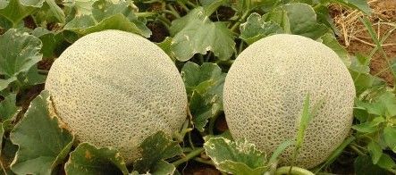 Melon from 코스타리카 supplied by Cabo Blanco Fresh Products S.A. - Santa Claus (=Piel de Sapo=Toad Skin=Croc-Melons=Christmas) 신선 멜론(머스크 멜론)