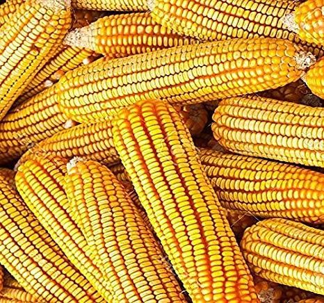Corn from Germany supplied by AgriCo Lindauer Naturprodukte AG - Dried Maize (Corn)