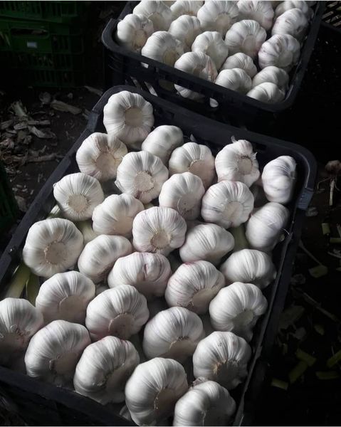 Garlic from Iran supplied by Safiran Sepehr Paya - 50-55 mm Fresh Garlic