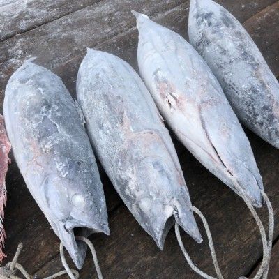 Bonito from Taiwan supplied by OCEAN TREASURE CO., LTD. - Frozen - Sea Frozen Frozen Bonito