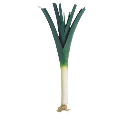 Leek from 벨기에 supplied by Veiling Reo Roeselare - Whole 리크