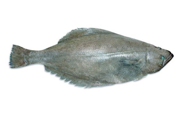 Fresh Halibut from 노르웨이 supplied by TOBØ FISK AS - Whole (=In The Round) 냉동 준치