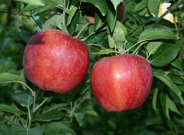 Fresh Whole Apple from Spain supplied by EXCELSIORFRUIT - Whole Fresh Apple