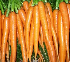 Carrot from Italy supplied by OLIVIERI S.R.L. - Orange Fresh Carrot