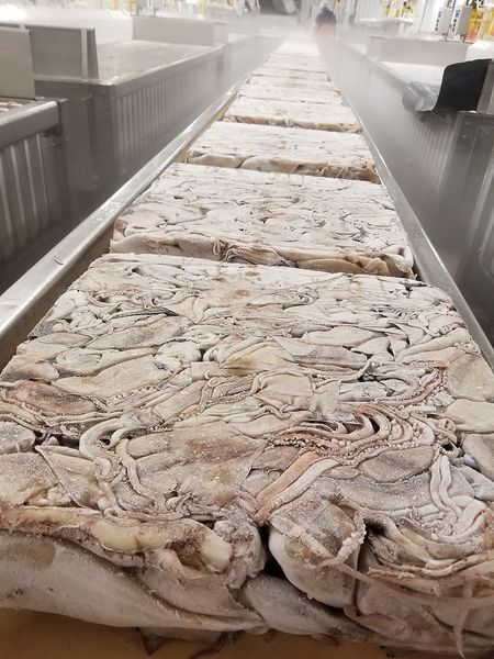Squid from United States supplied by Northern Pelagic Group - Whole Frozen Squid