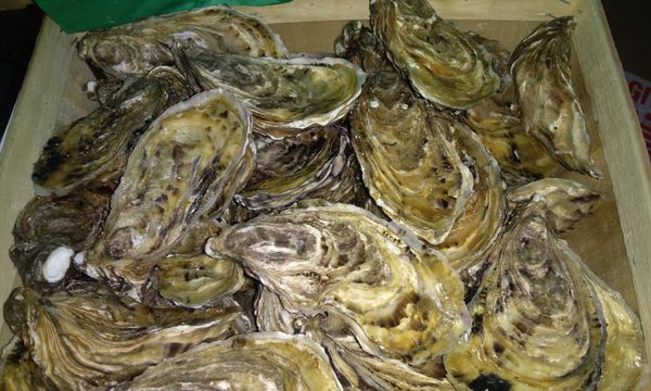 Oyster from 그리스 supplied by Arapis Live Seafood - Whole (=In Shell=Unshucked) 신선 굴