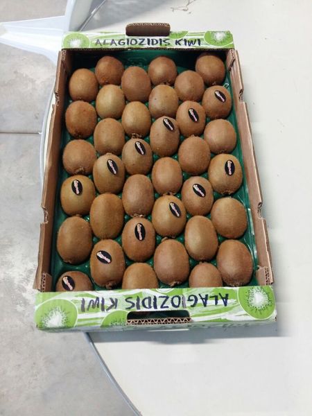 Fresh Kiwifruit from 그리스 supplied by Amaltheia Yada P.C. - Conventional 신선 키위