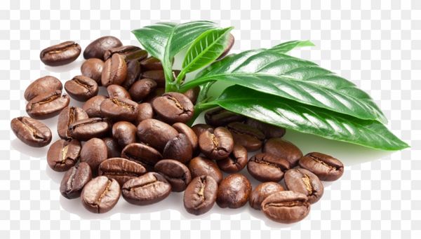 Coffee Bean from 케냐 supplied by Meru Coffee Millers - Brown 생원두