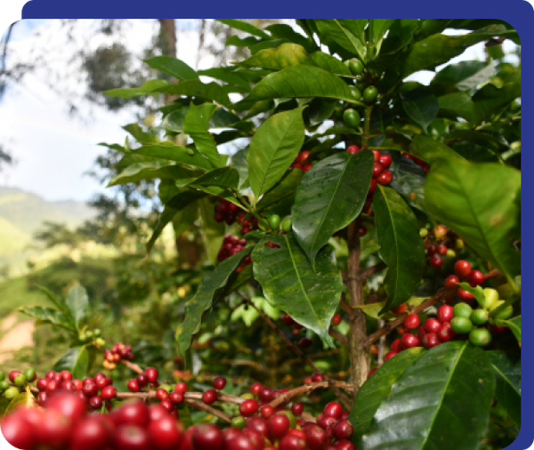 Green Coffee Bean Toasted from 콜롬비아 supplied by The Colombian Factory - Roasted 생원두