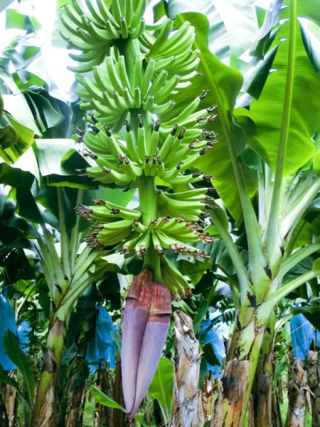 Fresh Banana from Germany supplied by AFRIKANISCHE FRUCHT COMPAGNIE GMBH - Whole Fresh Banana