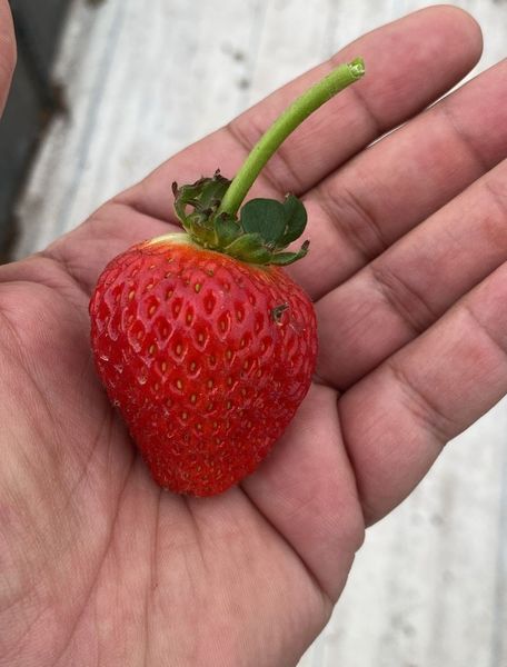 Strawberry from 요르단 supplied by Sonoma Agricultural Investment - Fresh (=Chilled) 신선 딸기