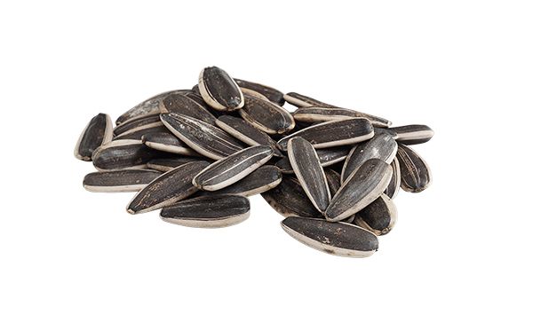 Sunflower Seed from 튀르키예 supplied by Berkiz Gida - Unhulled 해바라기 씨
