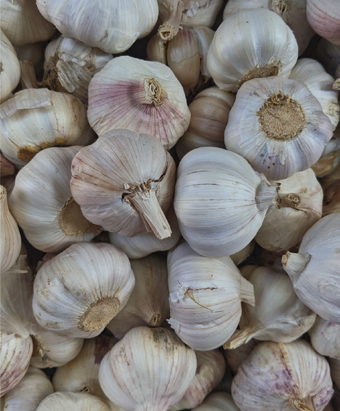 Garlic from 인도네시아 supplied by PT. Sinar Inti Pangan - 흰마늘 신선 마늘