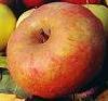 Apple from 프랑스 supplied by L'ENCLOS PILLOT - Carton Box (=Cardboard Box) 신선 사과
