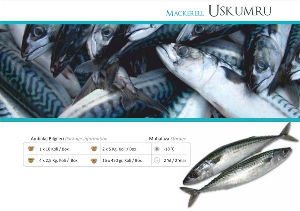 Frozen Mackerel from Turkiye supplied by Muti Gida - Whole (=In The Round) Frozen Mackerel