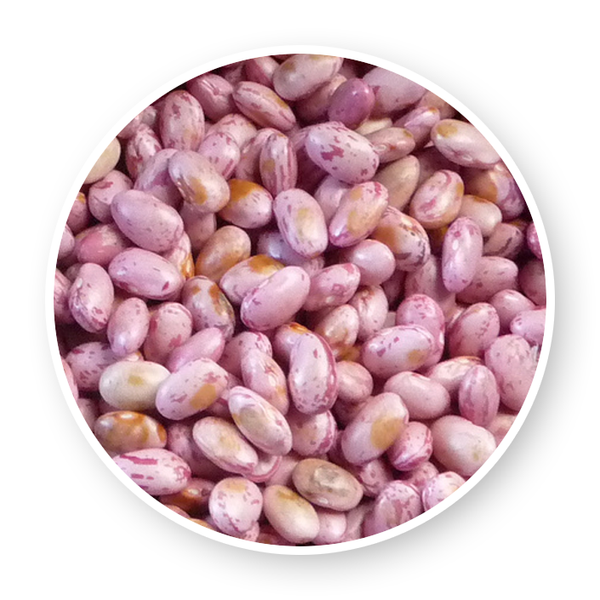NYAYO BEANS from Uganda supplied by Abaymado Export - Nyayo Sweet Red Beans