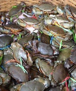 Crab from South Africa supplied by ONAT GLOBAL SEAFOOD - Whole Frozen Crab