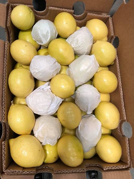 Lemon from 이집트 supplied by Ideal fruitful - Carton Box (=Cardboard Box) 신선 레몬