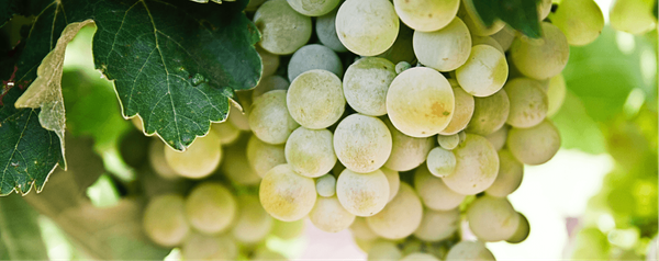 Grape (Vitis vinifera) from Chile supplied by AGROFRUTA S.A. - Sheegene 17 (=Great Green=Great White=Green Emerald Seedless=Green Envy) Fresh Grape