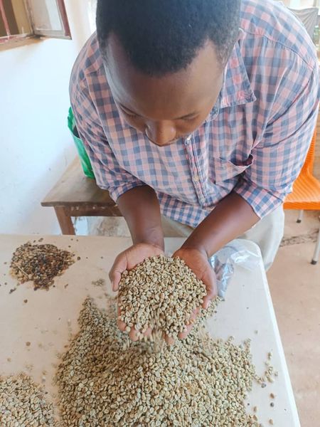 Coffee from Uganda supplied by Kisap agro trading company limited Uganda - 16% Raw Common Coffee Bean