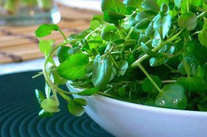 Fresh Watercress from 스페인 supplied by Royalcress S.A - Leaf 물냉이