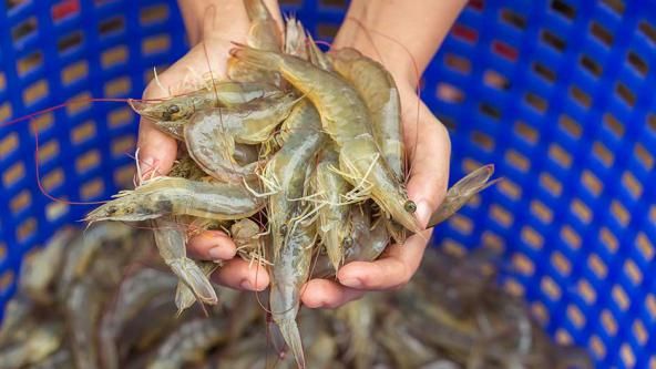 Shrimp from Iran supplied by HarikaSeafood - P15 Frozen Common Shrimp & Prawn