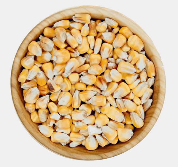 Corn from Ukraine supplied by LINKOR TRADE - For Feed Maize (Corn)