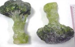 IQF Whole Broccoli from Thailand supplied by Vanda Preserved Food Co., Ltd. - Whole Fresh Headed Broccoli