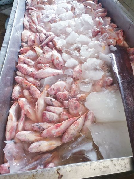 Frozen Red Tilapia, Whatsapp +84.907956597 from Vietnam supplied by TH Foodstuff Company - With Bone Frozen Tilapia
