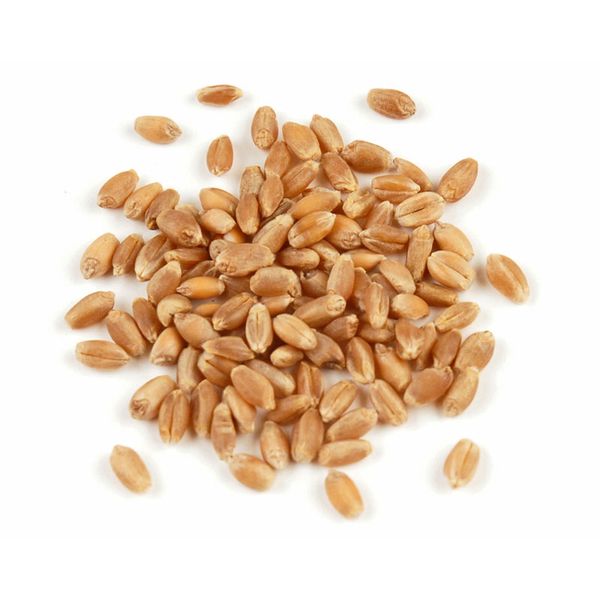 Wheat from United States supplied by Seibert Coop - Dried Wheat
