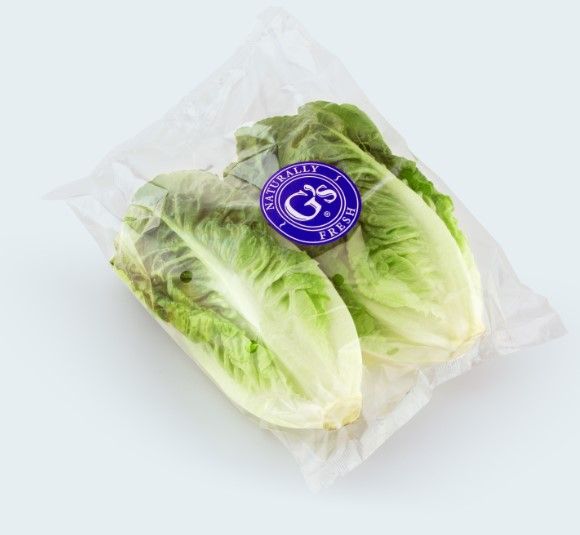 Fresh Lettuce from 스페인 supplied by Grupo G´s - Romaine - Mini Romaine (=Baby Romaine=Breen) 신선 상추