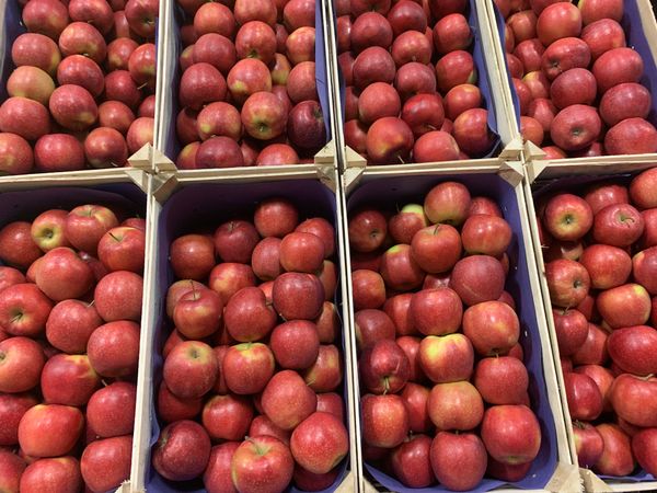 apple from 폴란드 supplied by Nurpo Michał Orlik - As per customer's request 신선 사과