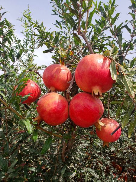 Pomegranate from Peru supplied by Procesadora Laran S.A.C. - Wonderful (=Qirmizi Qabiq Veles) Fresh Pomegranate