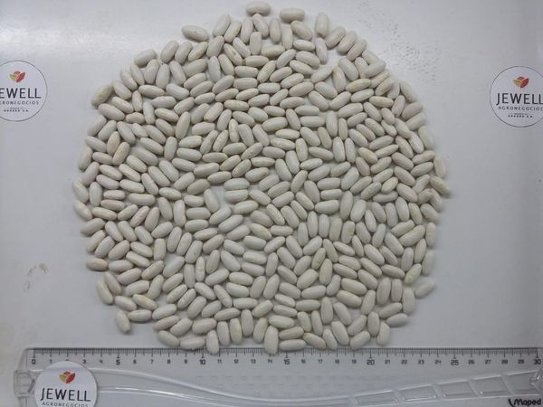 White Beans from Argentina supplied by Agronegocios Jewell S.A. - Conventional White Beans