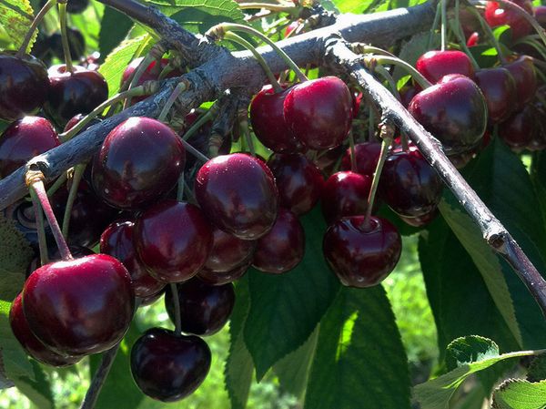 Fresh Cherry from United States supplied by Dahle Orchards - Sweet Cherry - Bing Fresh Sweet Cherry