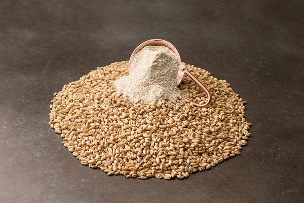 Wheat Malt from 미국 supplied by Great Western Malting - Whole 밀엿기름