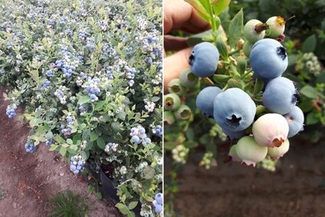 Myrtille Produit dans les région nord-ouest du Maroc from 모로코 supplied by greenain sarl - Fresh (=Chilled) 신선 블루베리