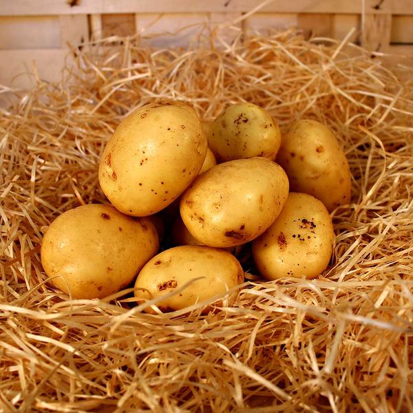 Fresh Organic Potato from 프랑스 supplied by Arôm'éthic - Allians 신선 일반 감자