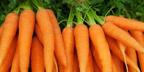 Fresh Carrots from 몰도바 supplied by Mialex-Nord SRL - Apricot - Armenian Plum (=Ansu=Siberian=Tibetan) 신선 당근