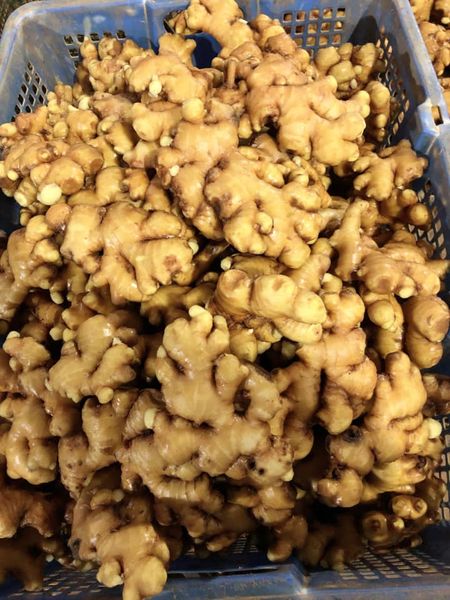 Fresh Ginger from Vietnam supplied by Thien Dat Agricultural Processing Co., Ltd - A Whole Ginger